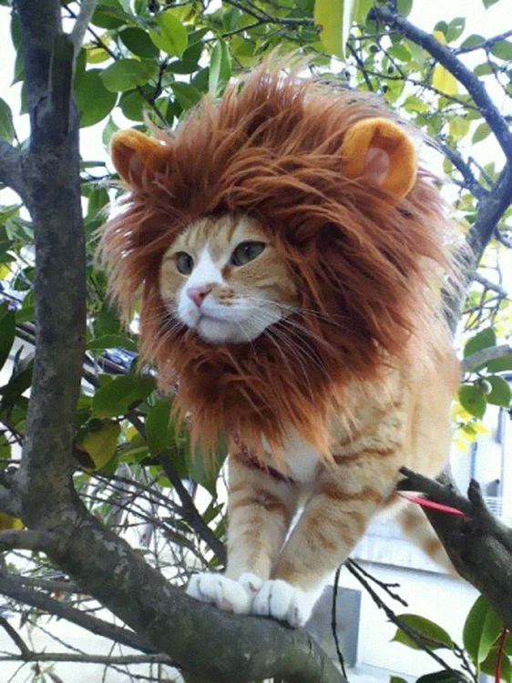 Halloween 2015: Această felină fioroasă este, de fapt, o pisicuță cu perucă