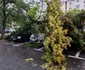 Copac căzut peste masini în Galați Foto: Radio Galați jpg