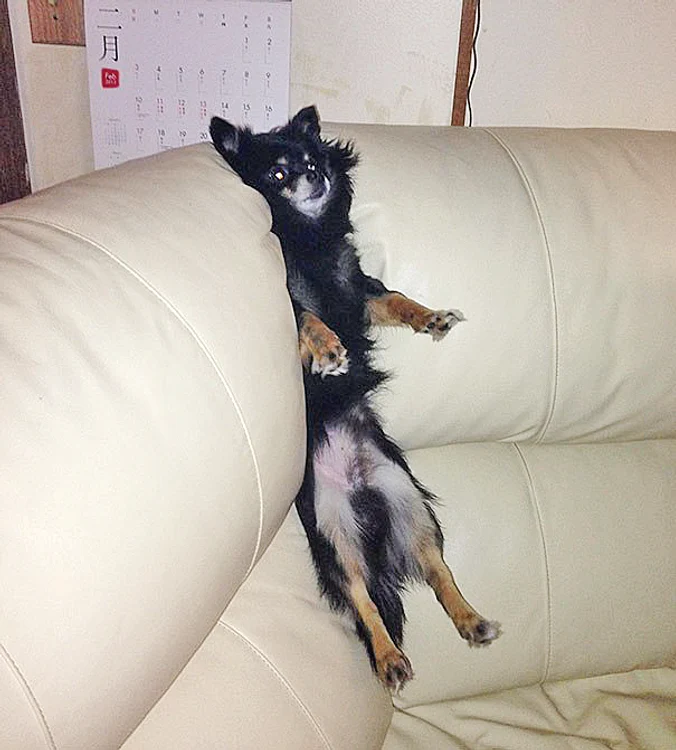 În sfârşit  căţelul s-a  potolit din  alergat după  ce a fost fixat  între pernele  canapelei 