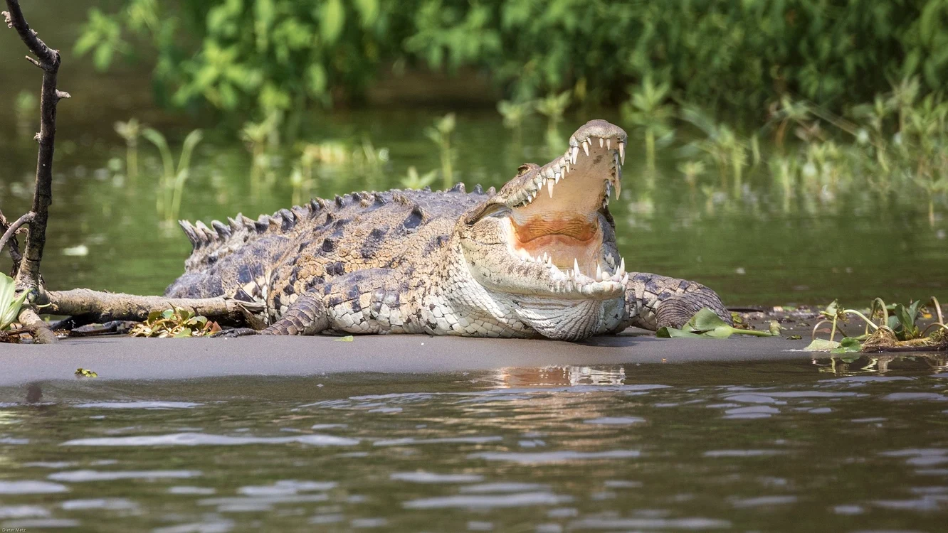 Și-a aruncat copilul într-un râu cu crocodili, după o ceartă cu tatăl / foto: Pixabay