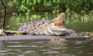 crocodil pixabay jpg