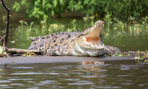 crocodil pixabay jpg
