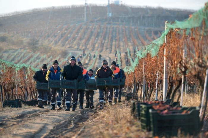 icewine tarnave