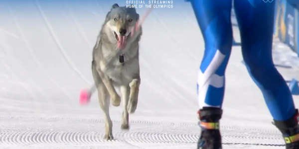 husky jpg