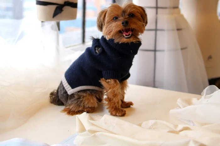 
    Hanoracul pe care Lottie îl poartă în acestă poză costă 69 de dolariFoto Instagram  