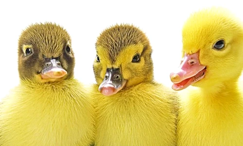 1 47408 original jpg jpeg