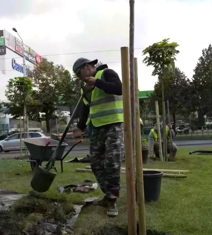 Plantare copaci în Sectorul 2 FOTO: Captură video