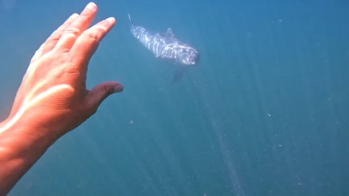 Imaginiile cu delfinul au făcut furori pe internet / Sursa foto: Omul cu Branhii
