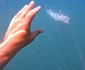 Imaginiile cu delfinul au făcut furori pe internet / Sursa foto: Omul cu Branhii