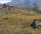 Satul Răscoala din Hunedoara Foto Daniel Guță ADEVĂRUL (5) jpg