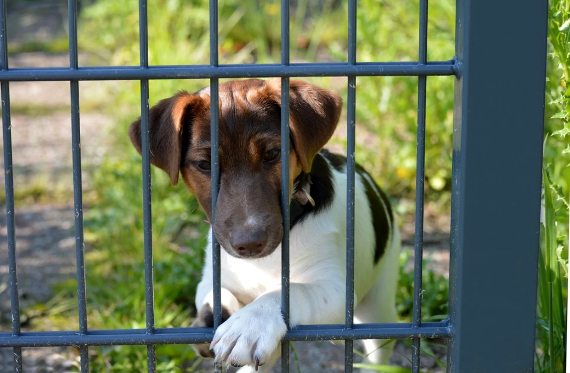 Cele două târguri de adopţie a câinilor fără stăpân se vor desfăşura cu sprijinul voluntarilor Proedus Foto: Pixabay