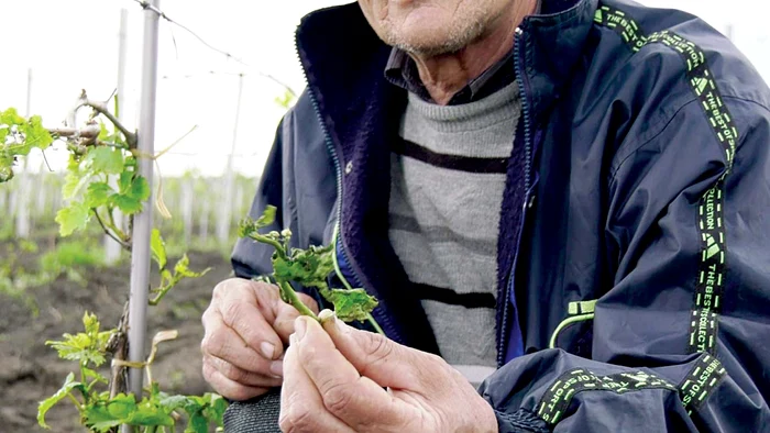 Furtuna cu gheaţă cât nuca a distrus culturile de struguri din judeţele Buzău şi Prahova