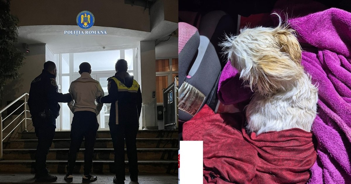 Răzbunarea șocantă a unui hunedorean: câinele familiei aruncat de la etaj după ceartă cu soția