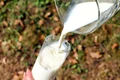 lapte lactate Sursa foto Pixabay jpg