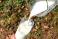 lapte lactate Sursa foto Pixabay jpg