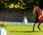 Karpathia Horse Show