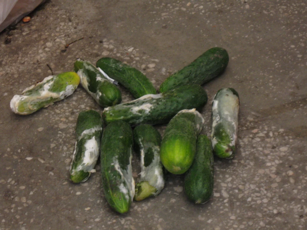 Castraveti