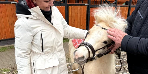 Ponei în Parcul Romanescu de Crăciun FOTO: FB/Olguța Vasilescu