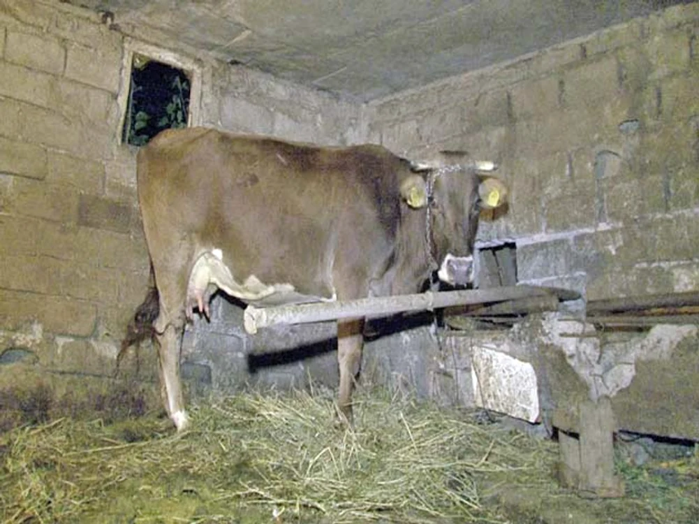 Aici va petrece  bătrâna încă  o iarnă