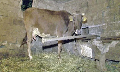 Aici va petrece  bătrâna încă  o iarnă jpeg