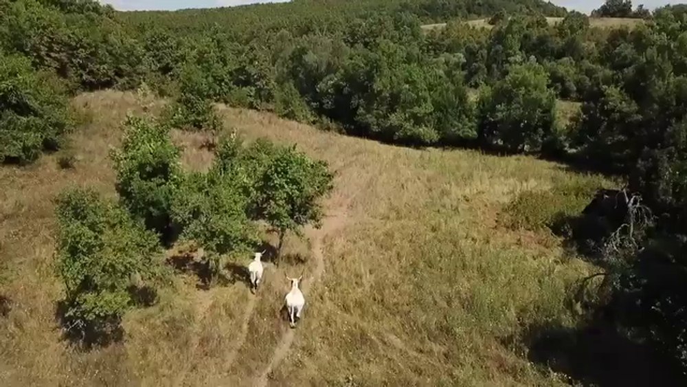  Satul părăsit, cu doar trei familii, unde și-au găsit „casă” cai salbatici și vaci dintr-o rasă aproape dispărută VIDEO