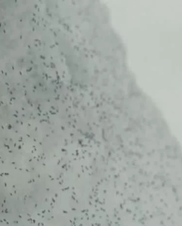 Insectele au o culoare închisă, de obicei albastru-gri sau gri închis Foto: Facebook 