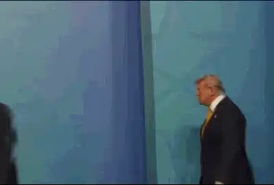 trump meloni gif gif