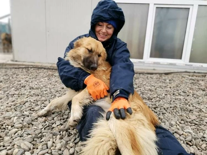 Corina Grigore, îngerul animalelor din adăpostul Ajutați-l pe Lăbuș FOTO: Ajutați-l pe Lăbuș