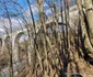 Viaductul luncoiu calea ferata deva brad foto adevarul daniel guta
