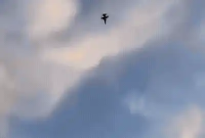 f16 prabușit polonia gif