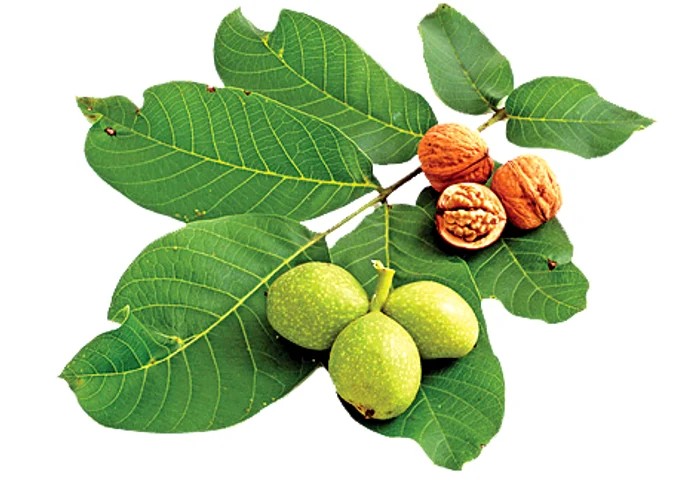 Frunzele, contra  reumatismului