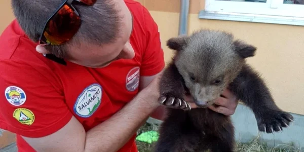 Ursuleţul găsit abandonat în Harghita de către salvamontişti Foto Salvamont România