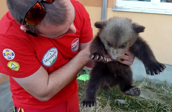 Asociaţia care a salvat doi ursuleţi a fost amendată