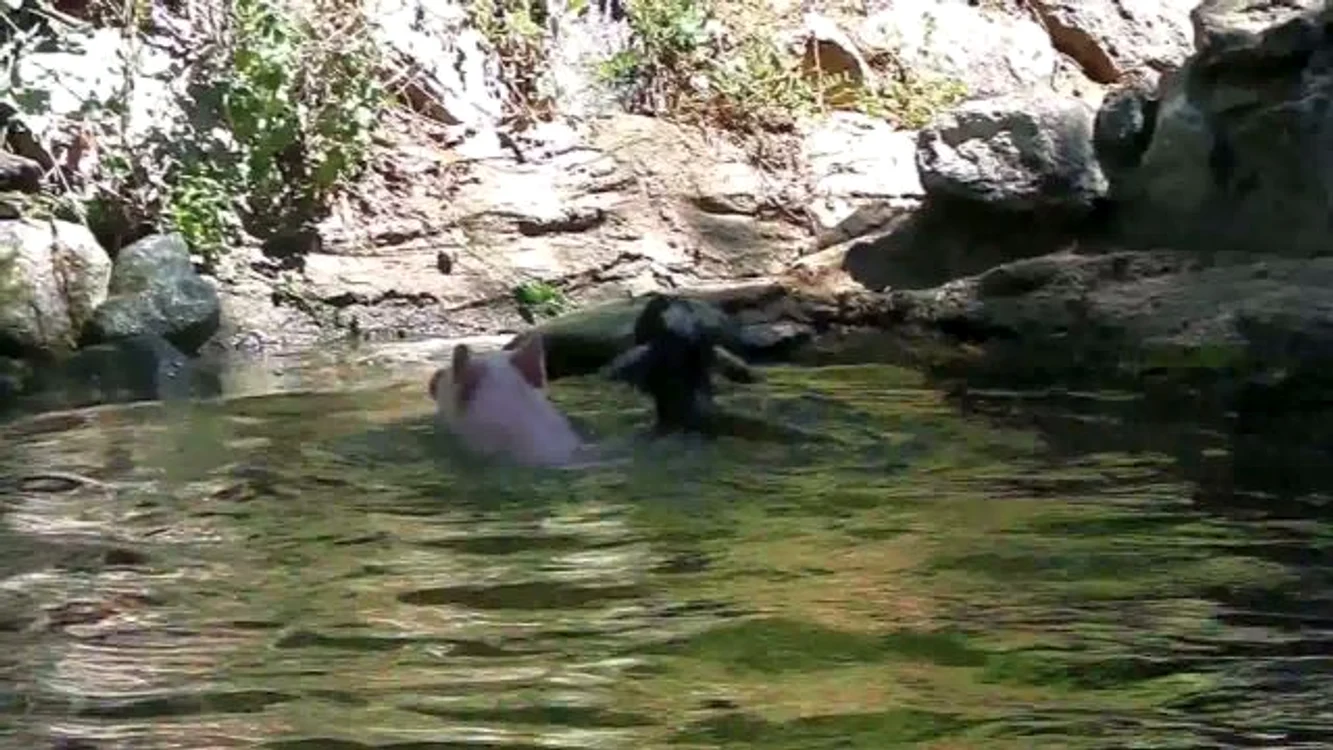 
    Porcuşorul a salvat iedul de la înec  