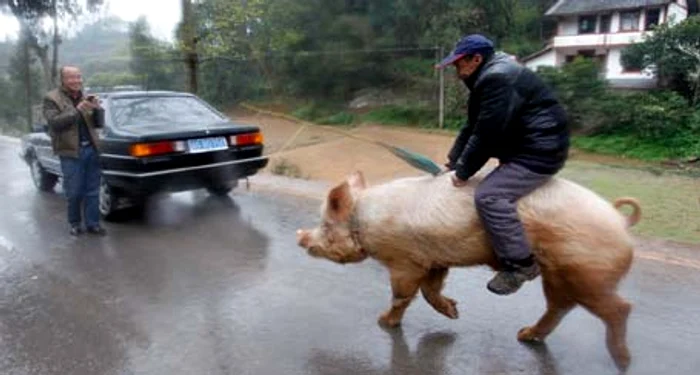 Înarmat cu o nuia, bărbatul a stârnit amuzamentul vecinilor FOTO: Hepta