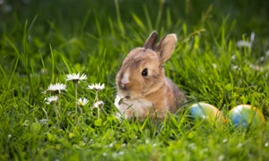 iepure paste istock jpg