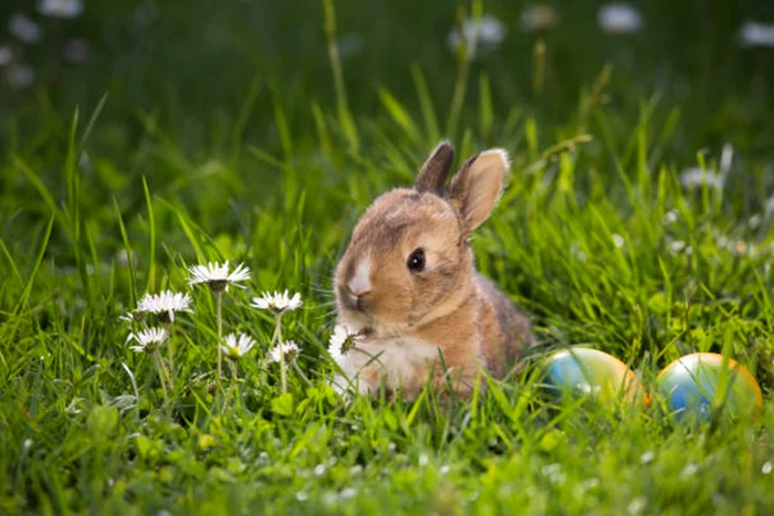 Iepurele are în spate un simbolism fascinant / foto: IStock