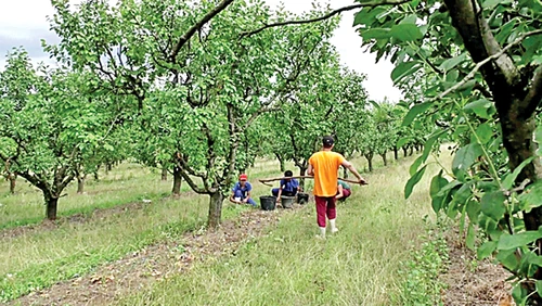Vizitatorii livezii din Cândeşti pot consuma fructe pe săturate