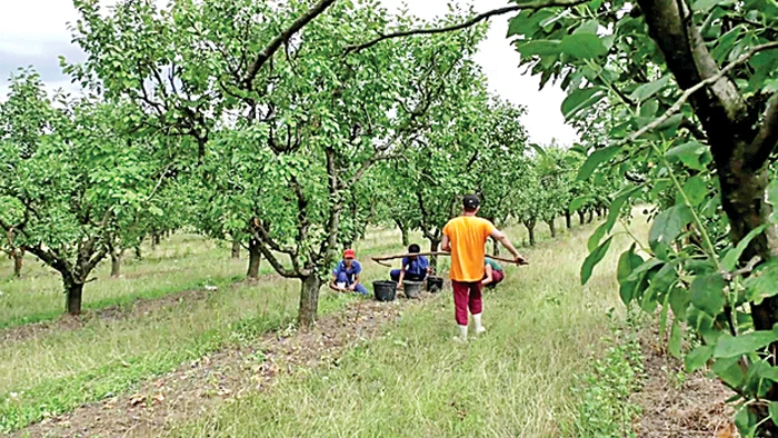 Vizitatorii livezii din Cândeşti pot consuma fructe pe săturate