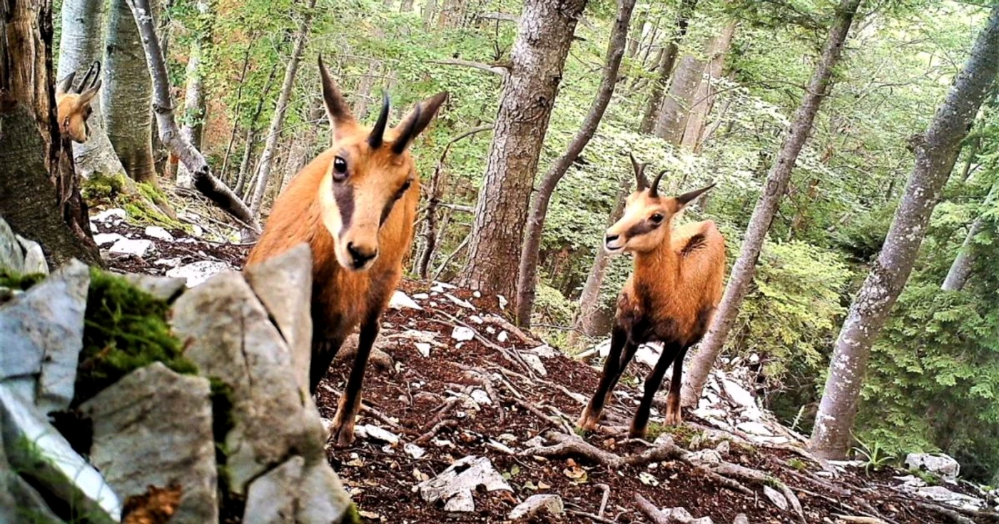 Capre negre fotografiate în pădure. Foto: Parcul Natural Apuseni