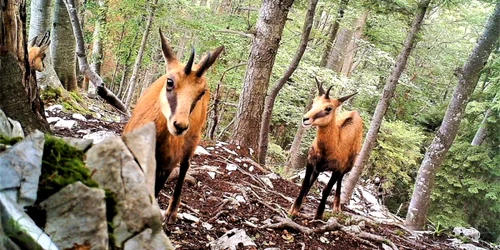 capre parc apuseni