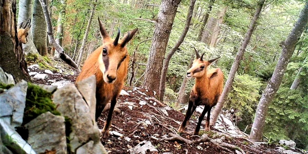 capre parc apuseni