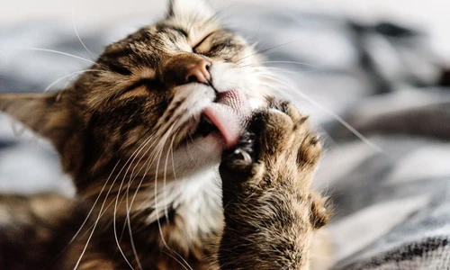 1 78787 original jpg jpeg