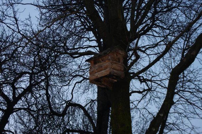 În Parcul Municipal au fost instalate anii trecuţi mai multe căsuţe pentru veveriţe FOTO: Bianca Sara