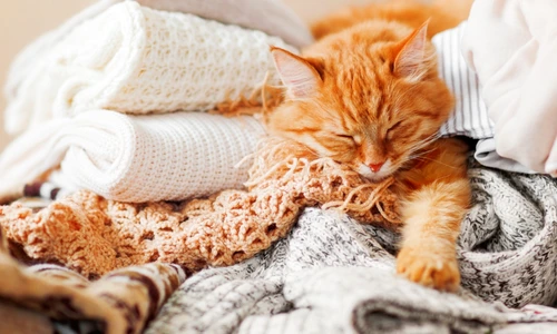 De ce simt pisicile nevoia să se aseze pe haine jpg