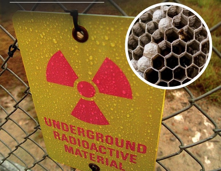 Cuib radioactiv de viespi, descoperit la un fost complex nuclear din SUA