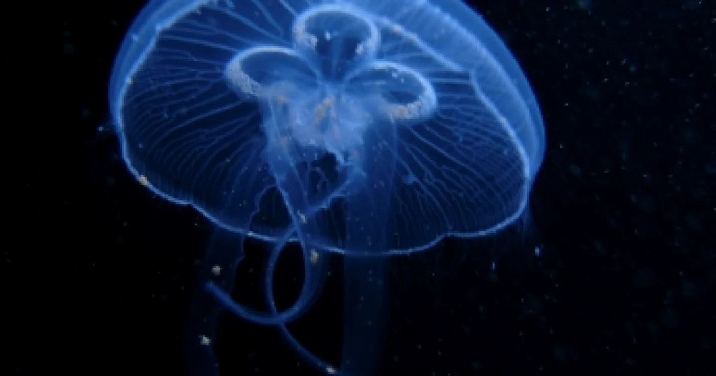 Constanţa: Meduze veninoase în Marea Neagră