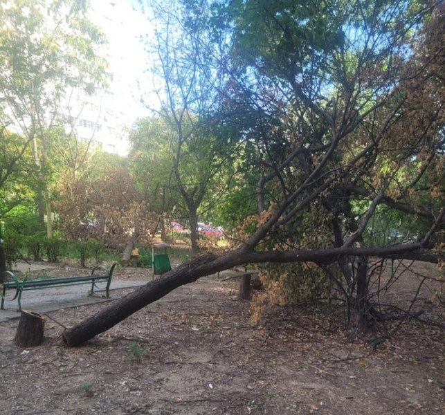 Ce amendă a primit un bucureștean pentru că a anunțat la 112 tăieri ilegale de copaci în Sectorul 3
