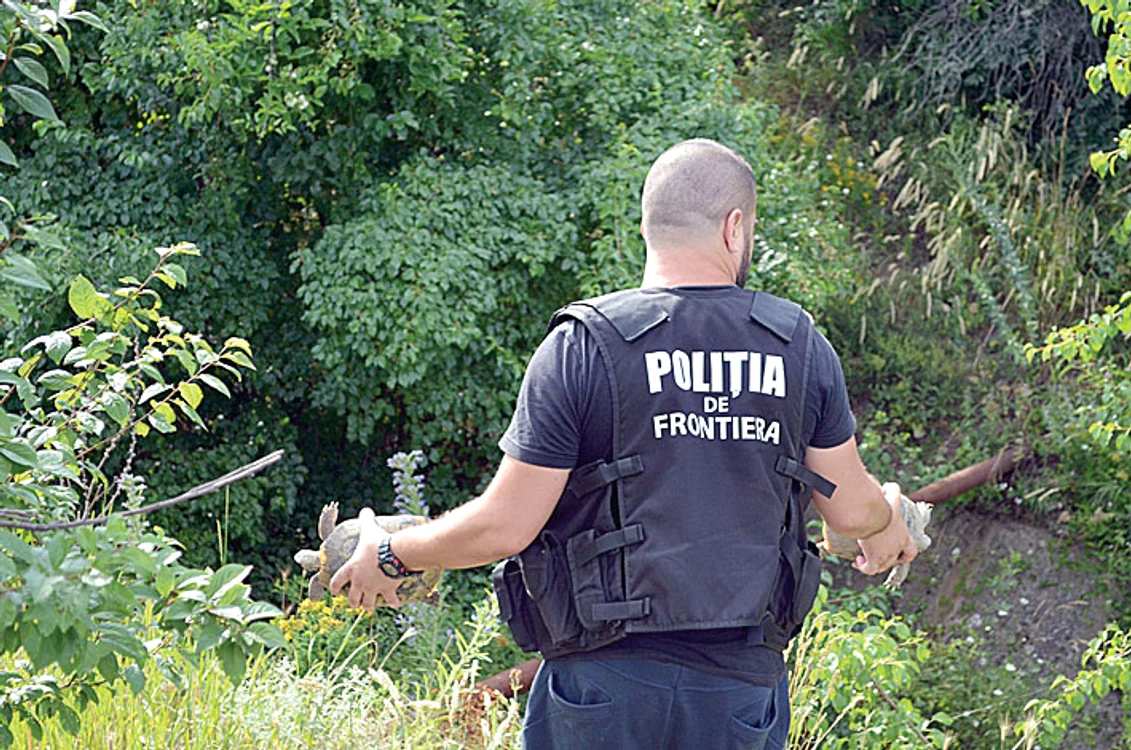 
    Cele două ţestoase salvate au fost duse în mediul lor naturalFoto: STPF Mehedinţi  
