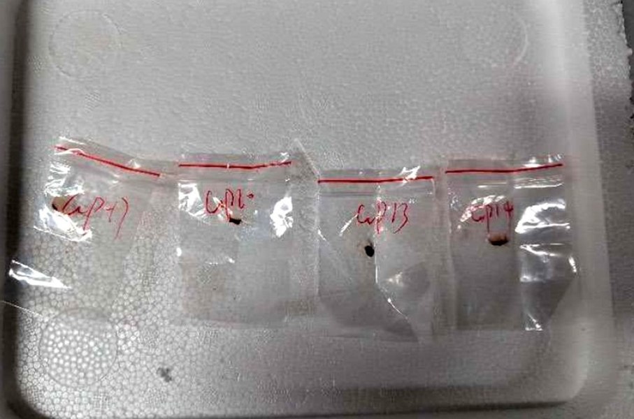 Ciupercă cu potențial de „armă agroteroristă”, introdusă ilegal în SUA de cercetători chinezi. Provoacă vărsături, leziuni hepatice și defecte de reproducere 